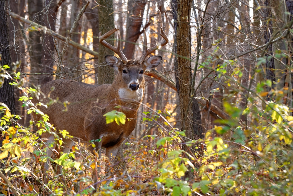 Whitetail Deer Buck standing in a woods.