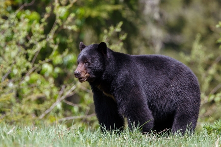 Black bear hunting in Minnesota.