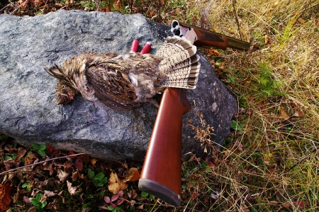 Find the best grouse hunting in Minnesota at The Hill Motel in Squaw Lake, MN.