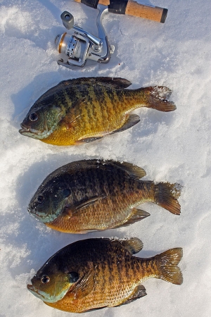 A nice catch of bluegill from beneath the ice.